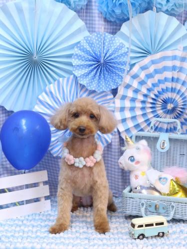 20231129ココちゃん